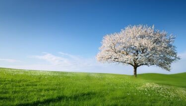 山林の相続とは？手続きの流れや相続するメリット・デメリット等を解説！